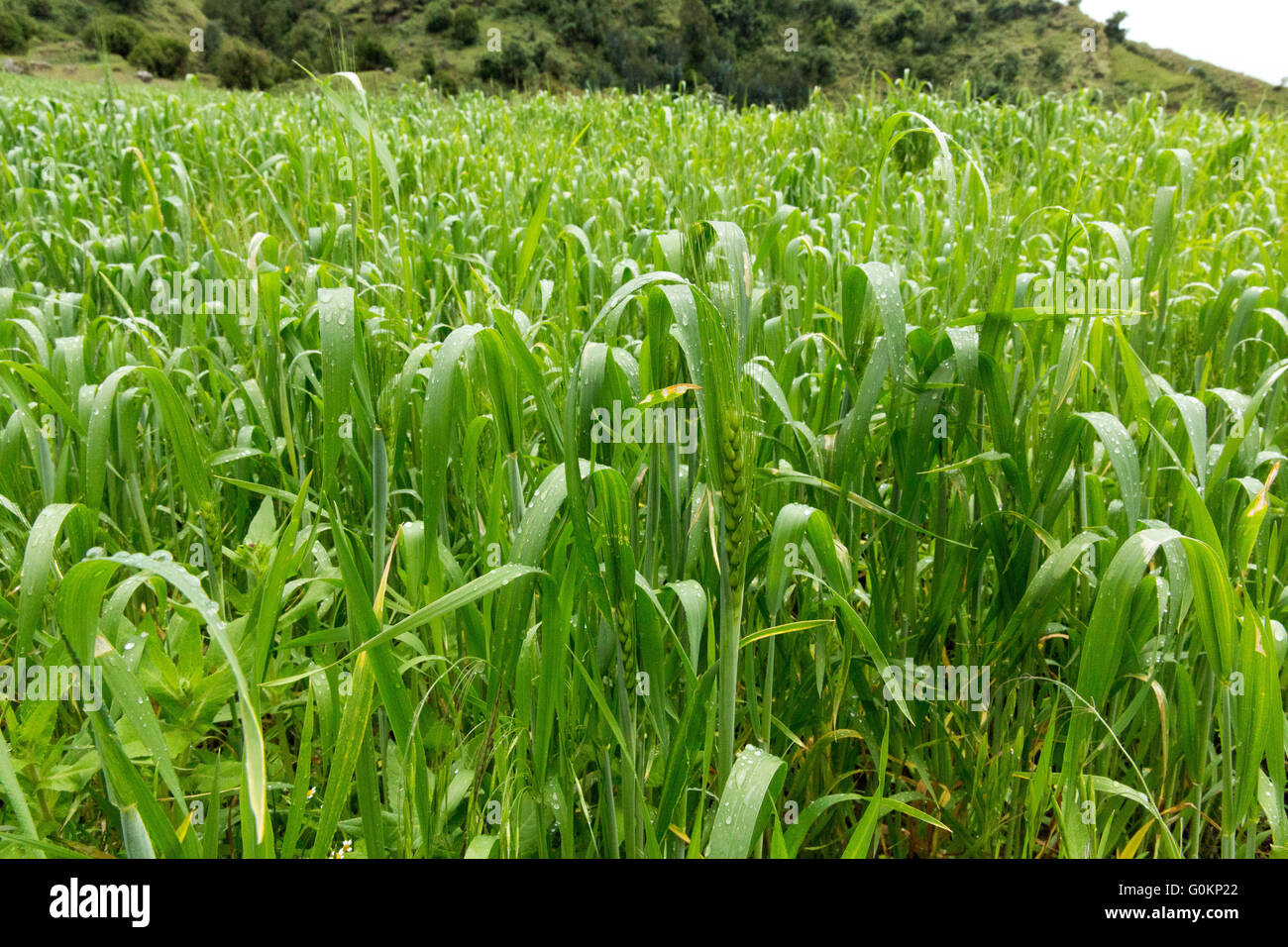 Gibi village Gurage, Ethiopia, October 2013 A field of barley. Stock Photo
