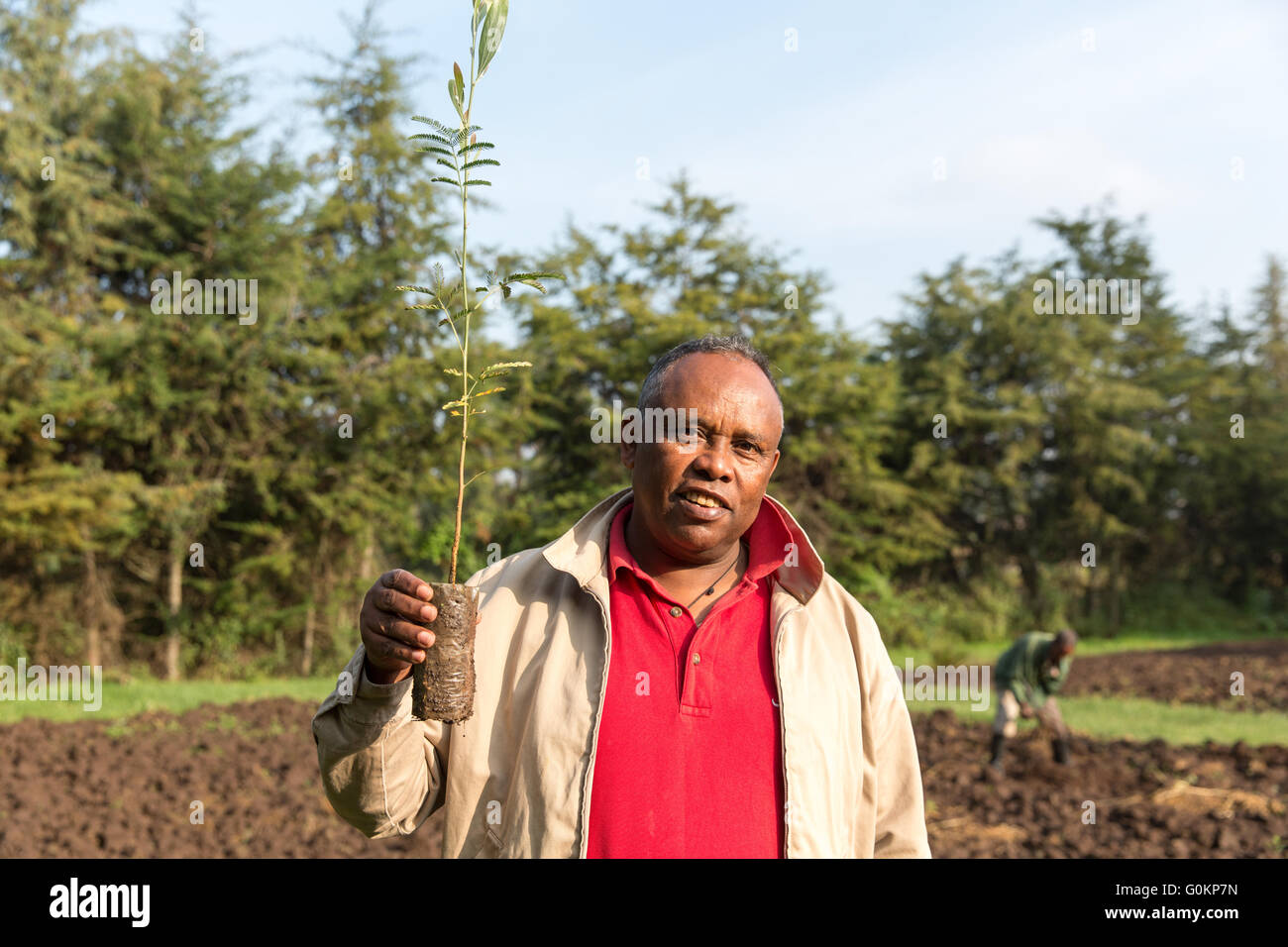 Debre Birhan, Amhara, Ethiopia, 2013 Mesfin, EWNHS coordinator, holds a seedling of Acacia Melamoxylon. Stock Photo