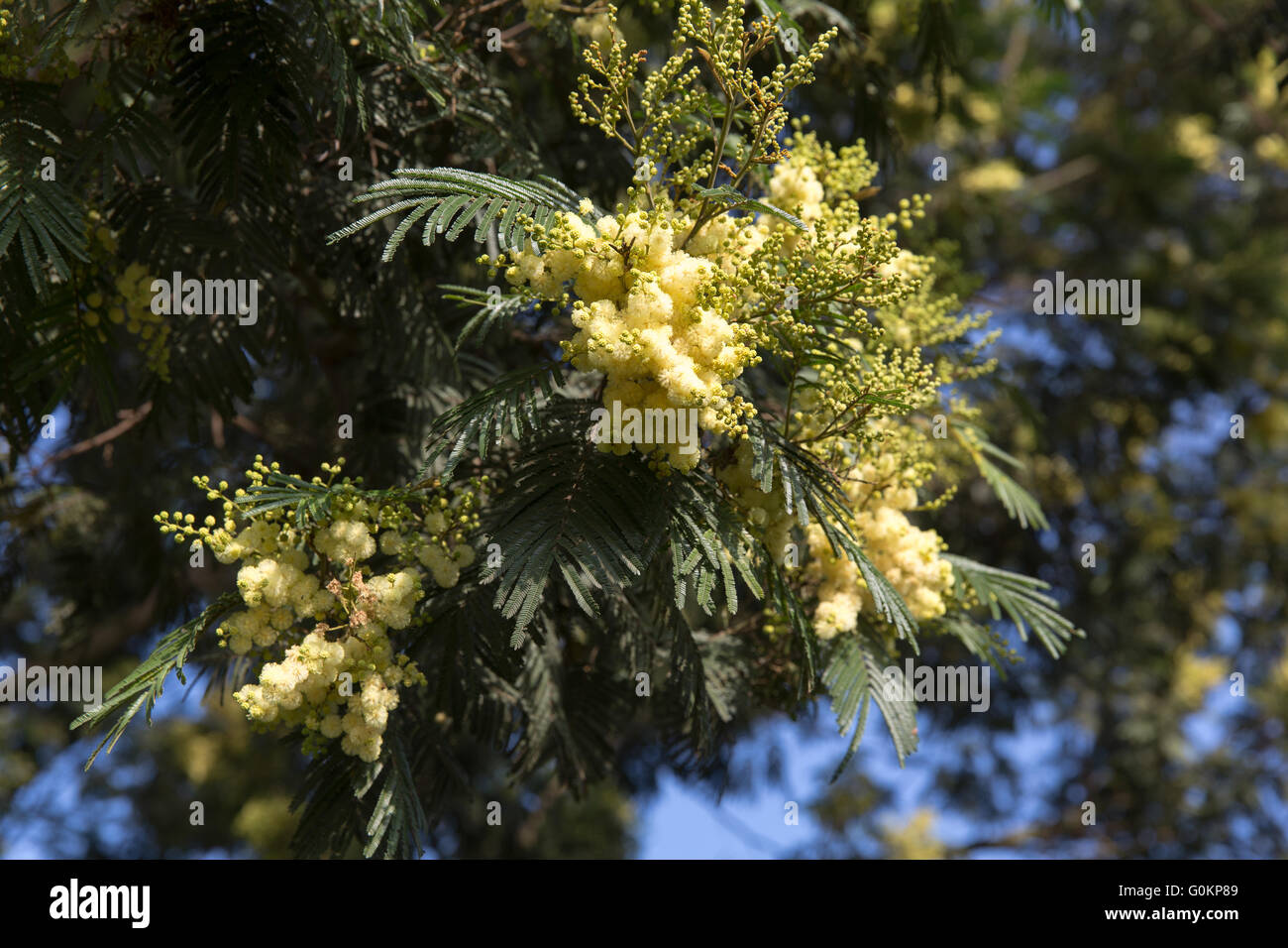 Debre Birhan, Amhara, Ethiopia 2013. Acacia Decurrance, a fast growing indigenous tree planted by EWNHS. Stock Photo