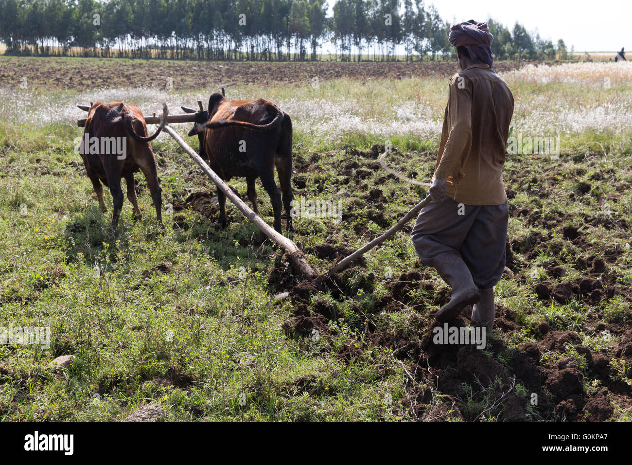 Debre Birhan, Amhara, Ethiopia, October 2013 Tirngo Gebre, 30, mother of five, herds sheep while her husband ploughs. She is a project beneficiary.   Photograph by Mike Goldwater Stock Photo