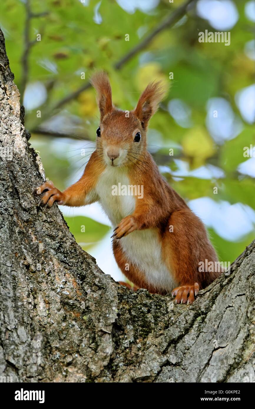 red squirrel in a walnut tree Stock Photo