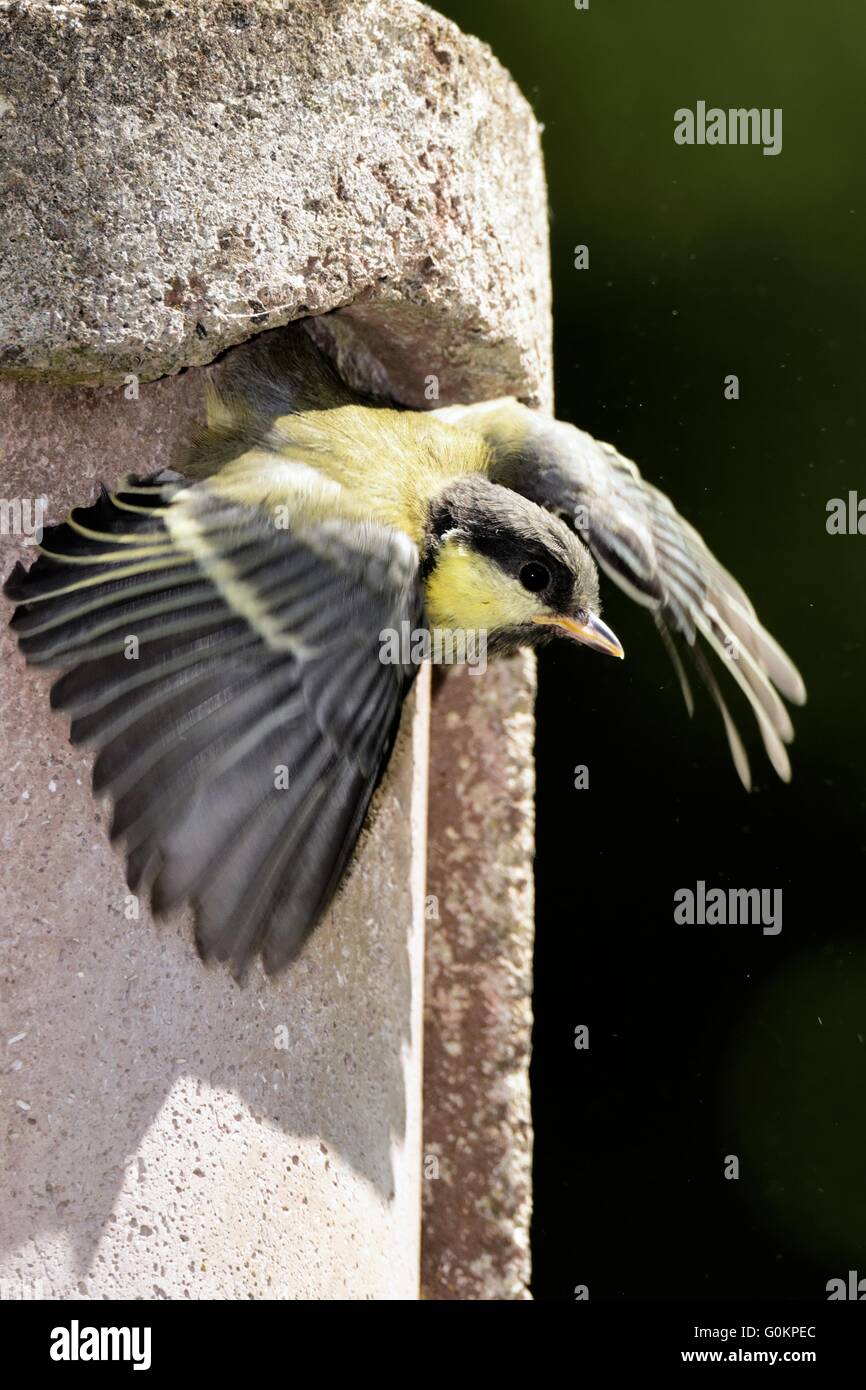 you great tit leaving the nest box Stock Photo