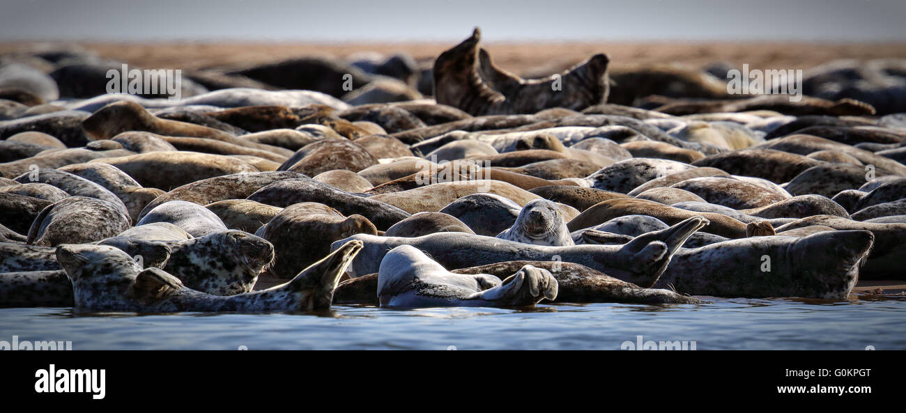 Grey Seal (Halichoerus grypus) lounging on the beach by the sea. Image taken in the wild on the UK coastline Stock Photo