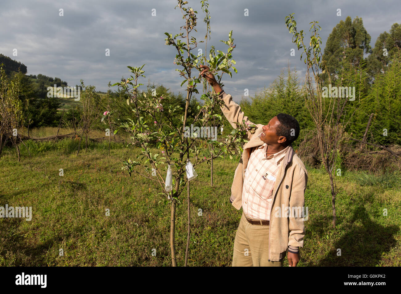 Debre Sina, Ethiopia,  2013: Seleshi, field officer with SUNARMA, with Anna grafted apple trees. Stock Photo