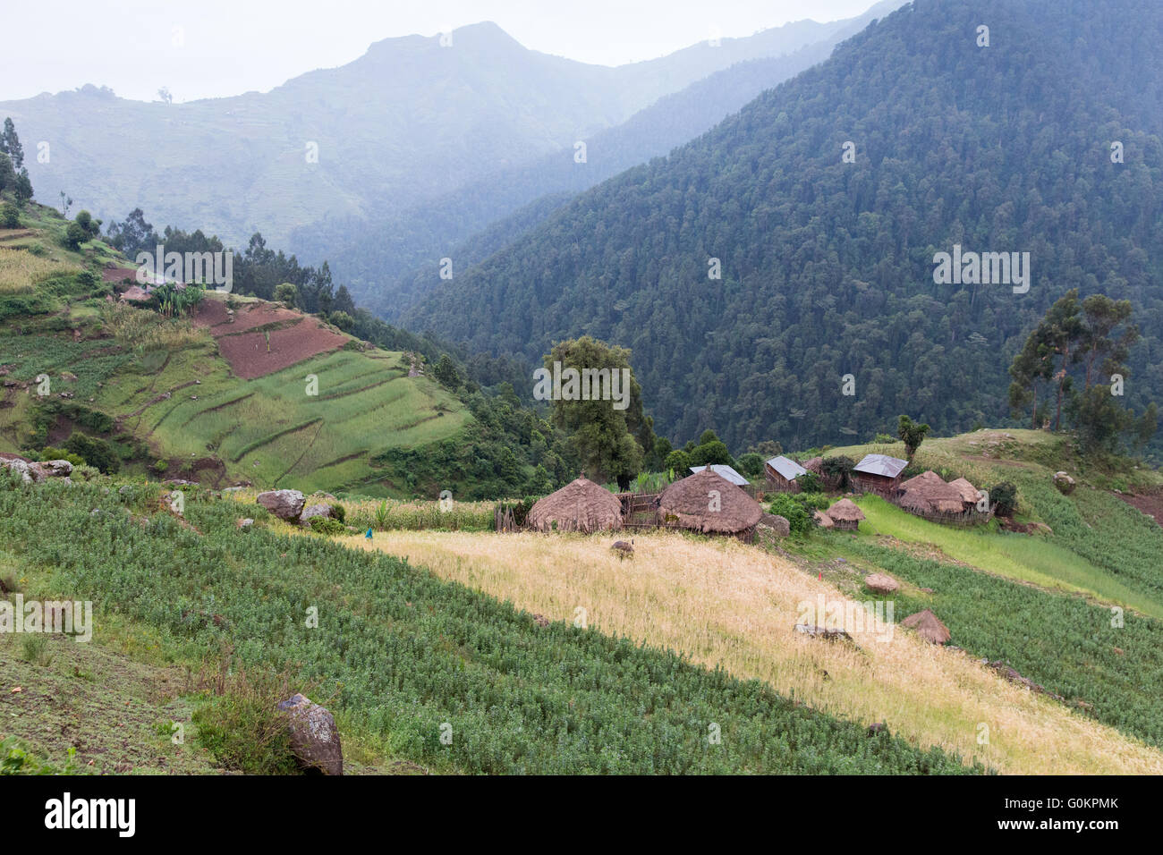 Wofwasha Kebele, North Shewa,  Ethiopia, October 2013:  Villagers have taken their farmland right to the edge of the forest, farming steep slopes. Stock Photo