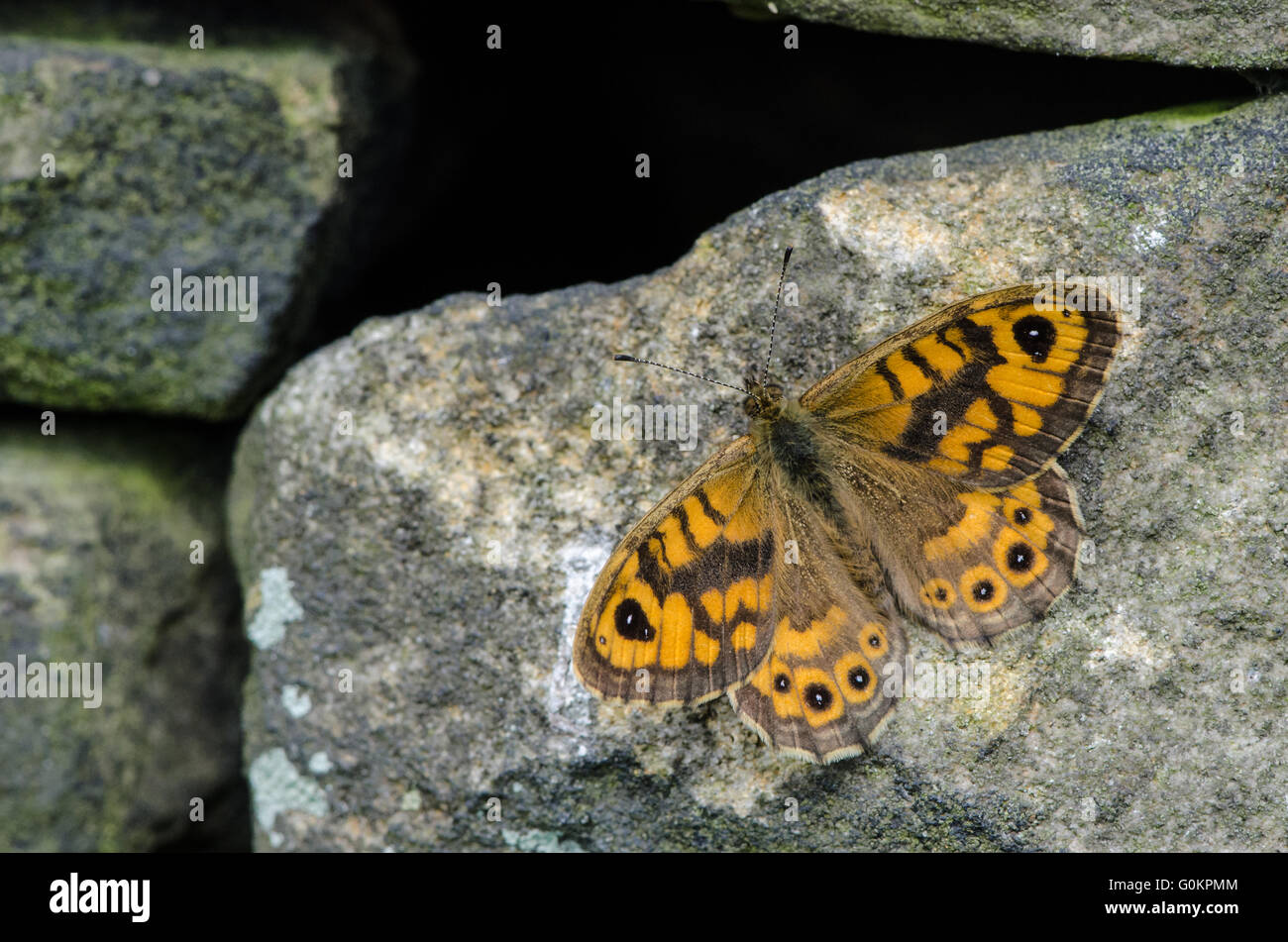 Male Wall Brown butterfly basking on a drystone wall Stock Photo
