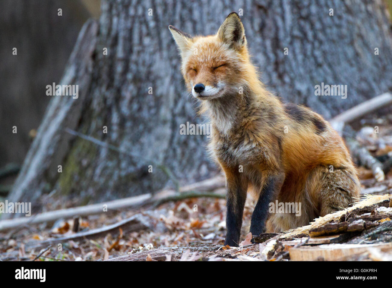 Patches the red fox blinking in the forest Stock Photo