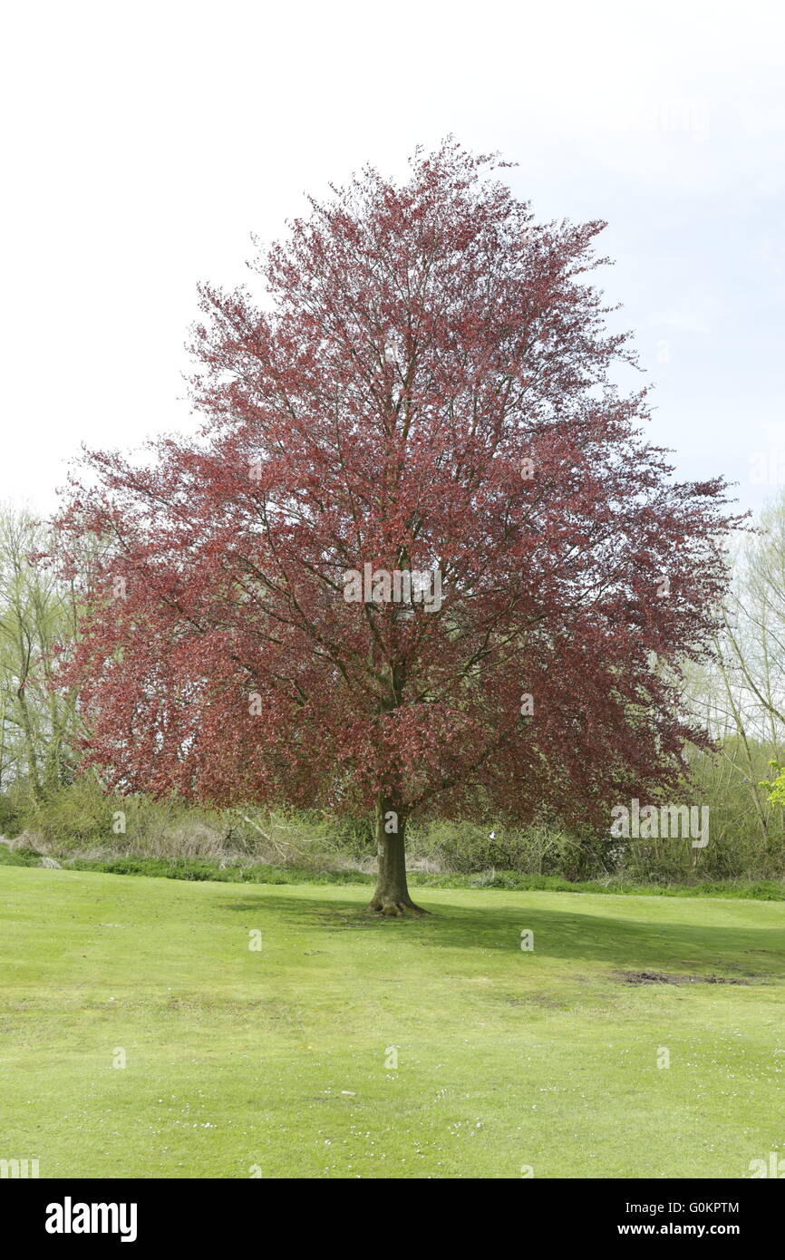 Bourne Lincolnshire UK Trees in the Spring Stock Photo