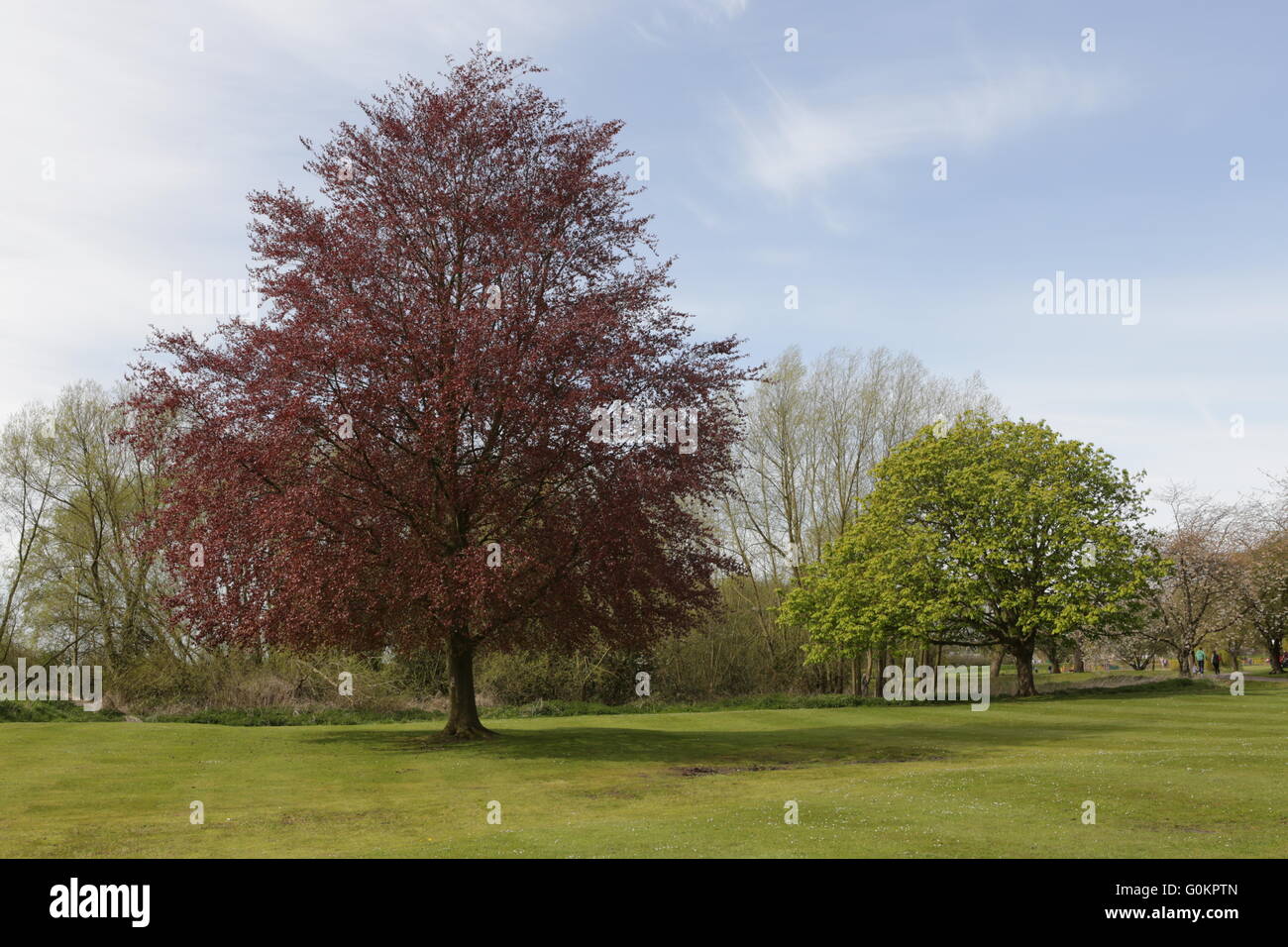 Bourne Lincolnshire UK Trees in the Spring Stock Photo