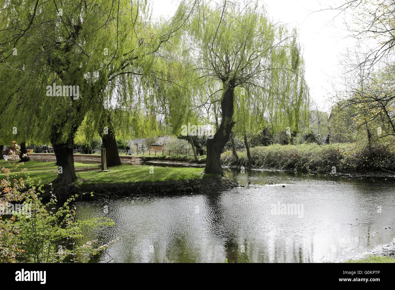 Bourne Lincolnshire UK - river - weeping willow trees Stock Photo