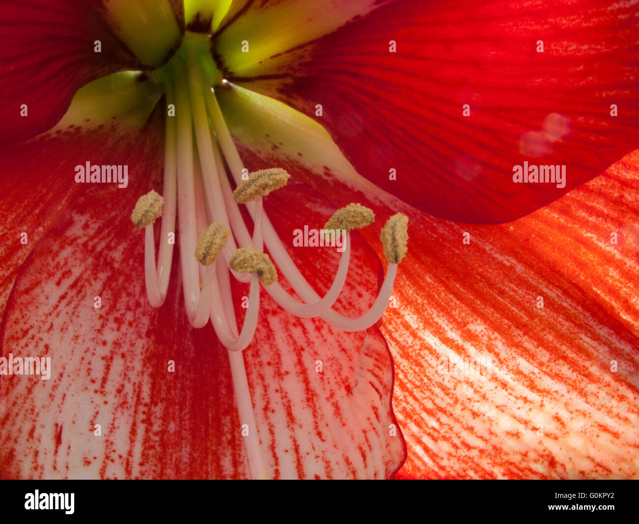 Lily ovary hires stock photography and images Alamy