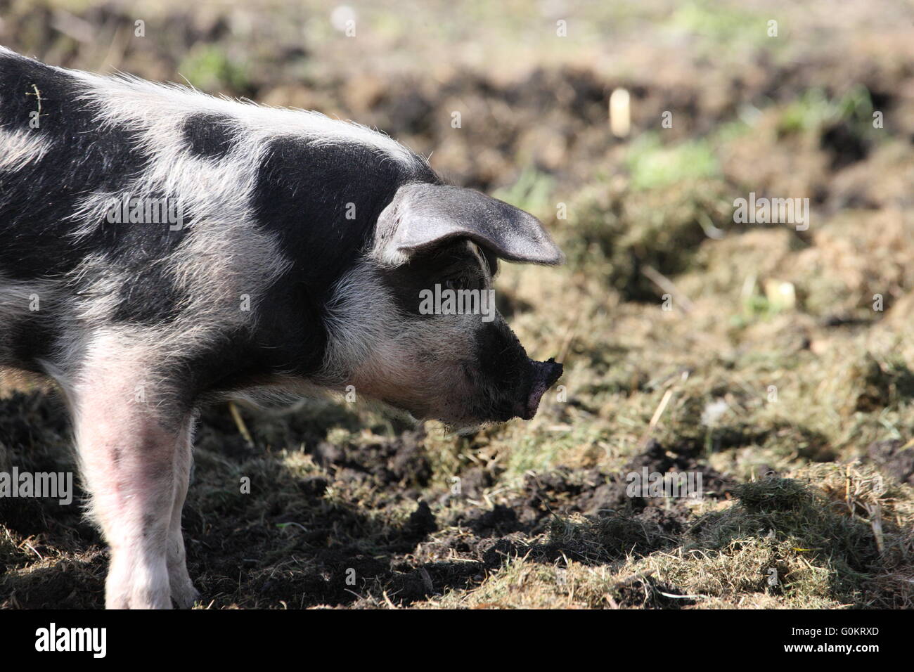 spotted weaner pig , outdoors, Stock Photo
