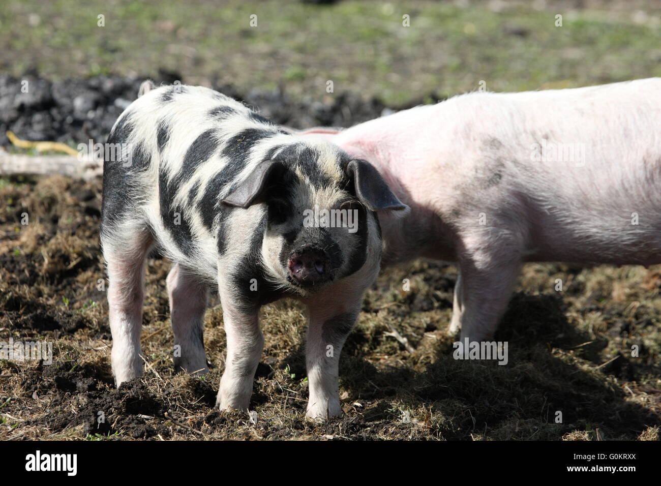large white weaner pig , outdoors,with spotted pig friend Stock Photo