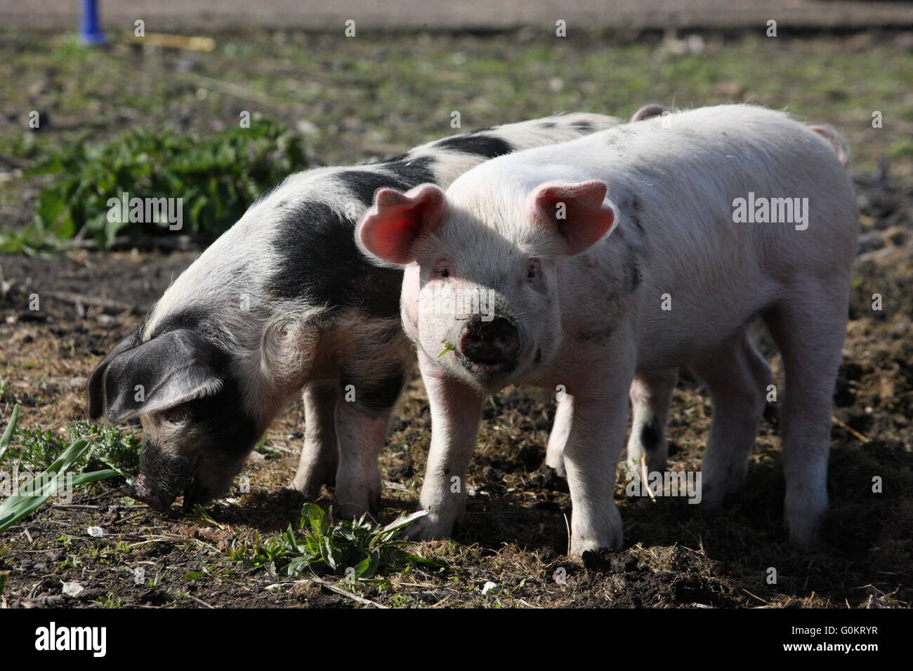 large white weaner pig , outdoors,with spotted pig friend Stock Photo