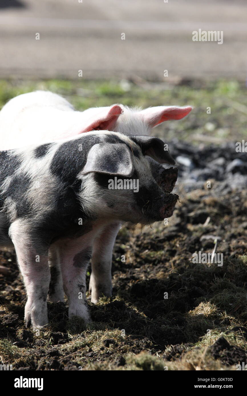 large white weaner pig , outdoors,with spotted pig friend Stock Photo