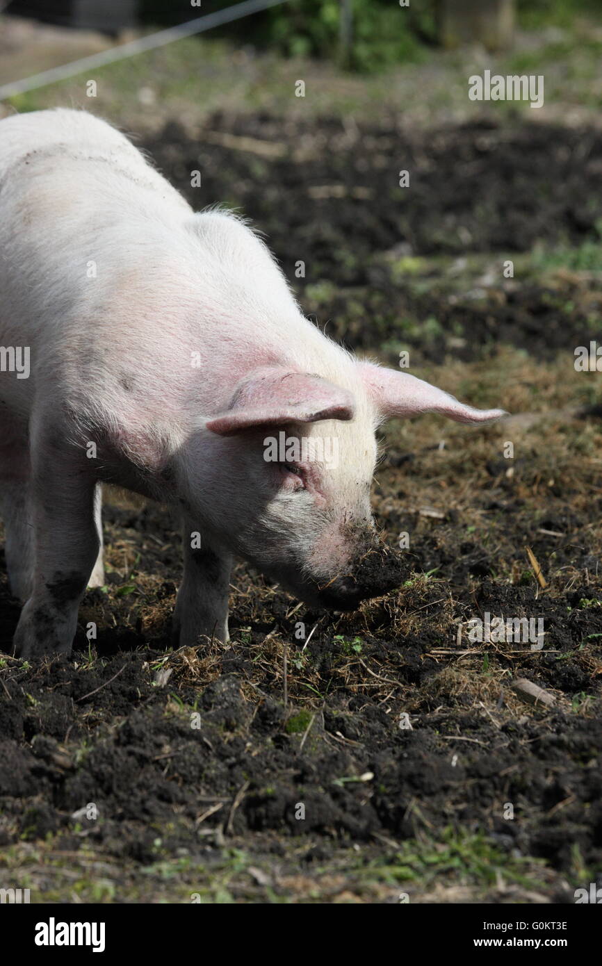 large white weaner pig , outdoors, Stock Photo