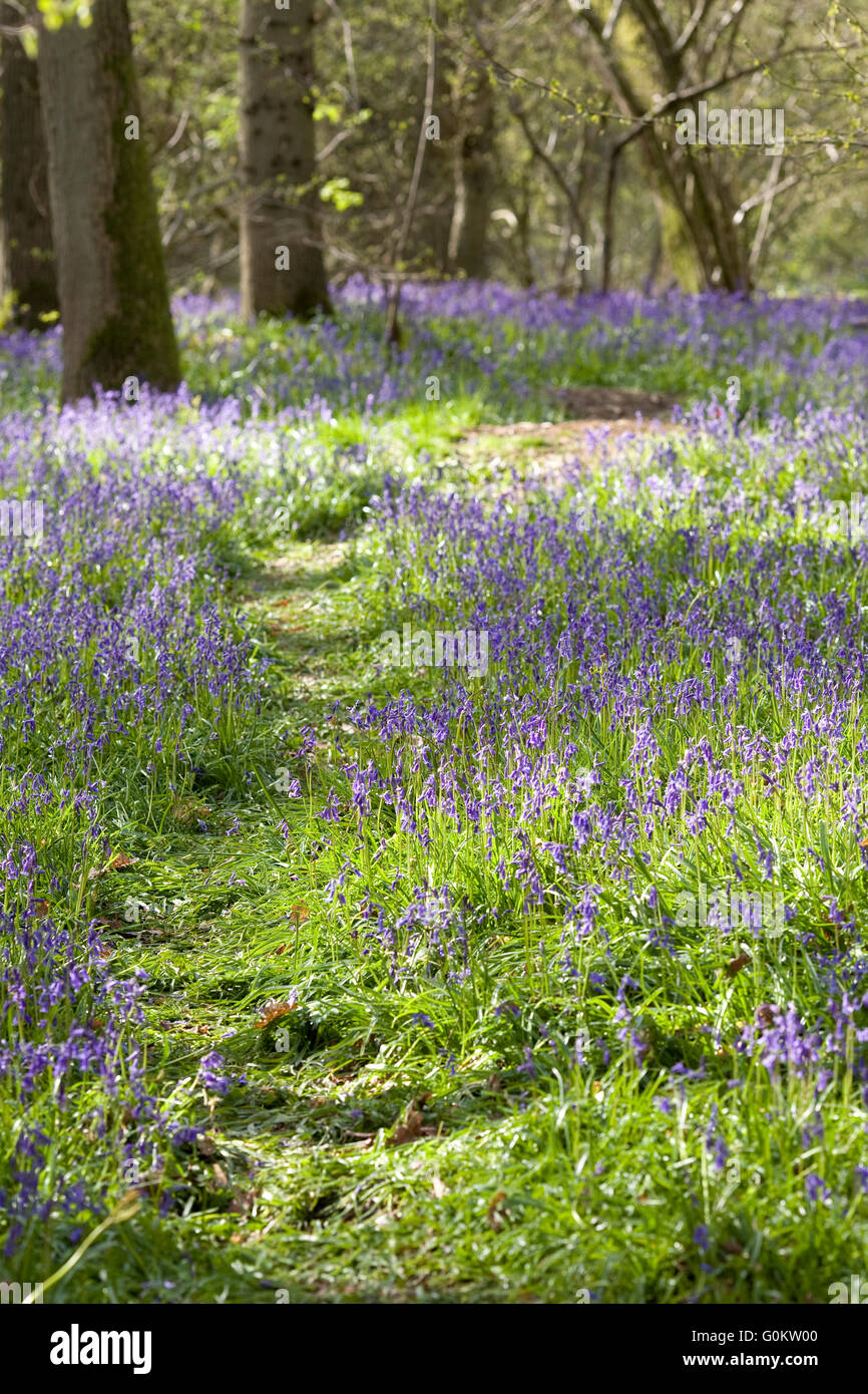 Hyacinthoides non scripta. Path through an English bluebell wood in Spring. Stock Photo