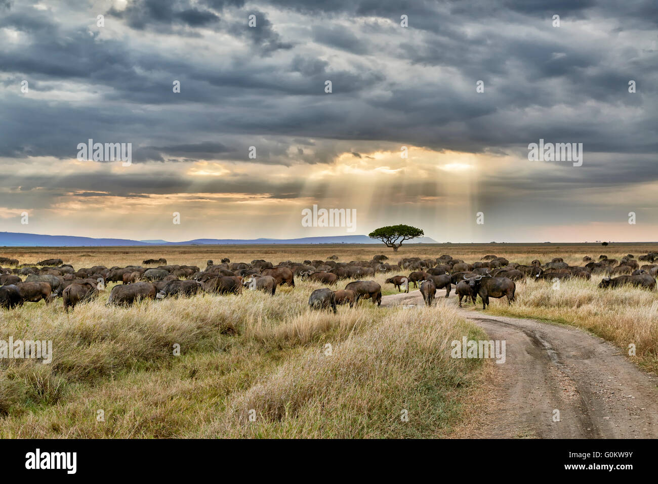 herd of African buffalos (Syncerus caffer) at sunset in Serengeti National Park, UNESCO world heritage site, Tanzania Stock Photo