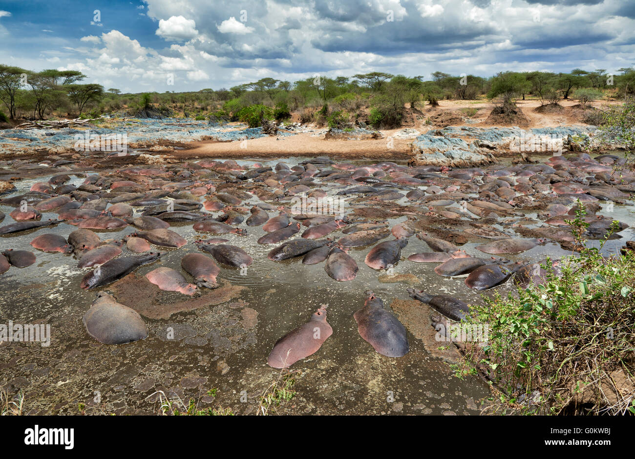 huge amount of Hippos (Hippopotamus amphibius) in famous Hippo-Pool of Serengeti National Park,Tanzania,Afrika Stock Photo