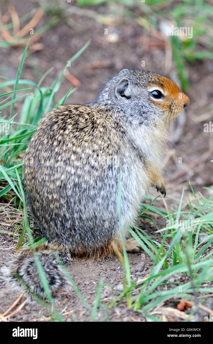 Canada squirrel hi-res stock photography and images - Alamy