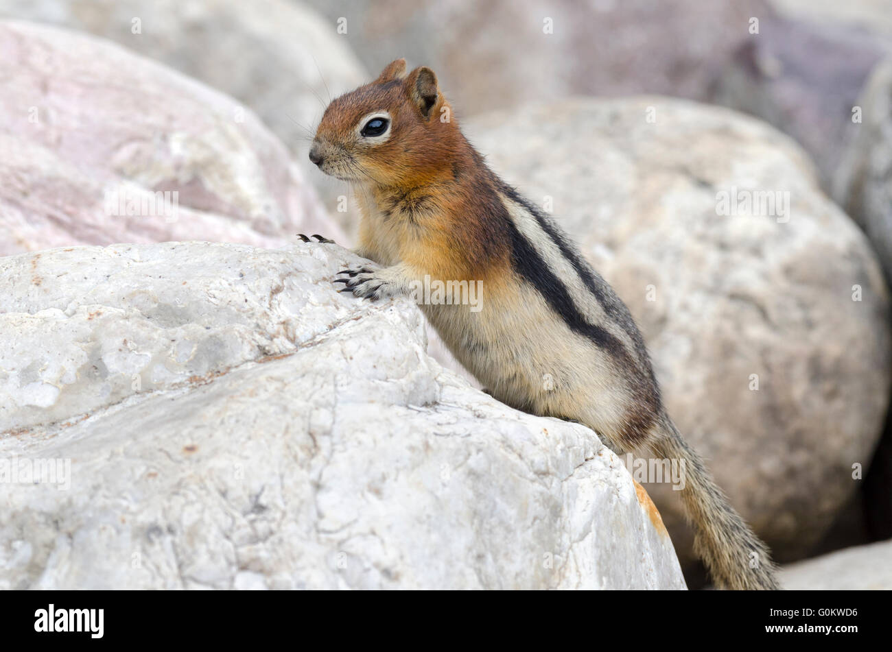 Squirrel Chipmunk Lake Louise in  Park Stock Photo