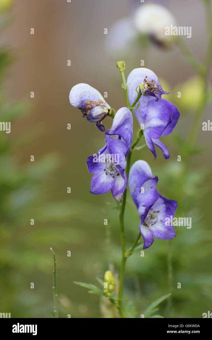 Blossoms of aconite (Aconitum variegatum). Stock Photo