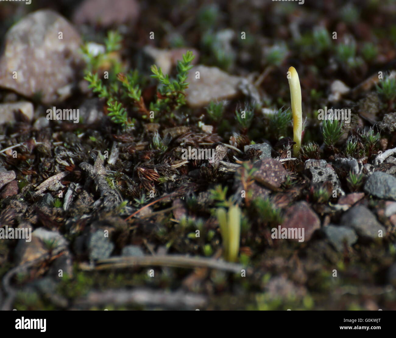 Coral fungus species (Clavaria argillacea) on the ground in Sweden. Stock Photo
