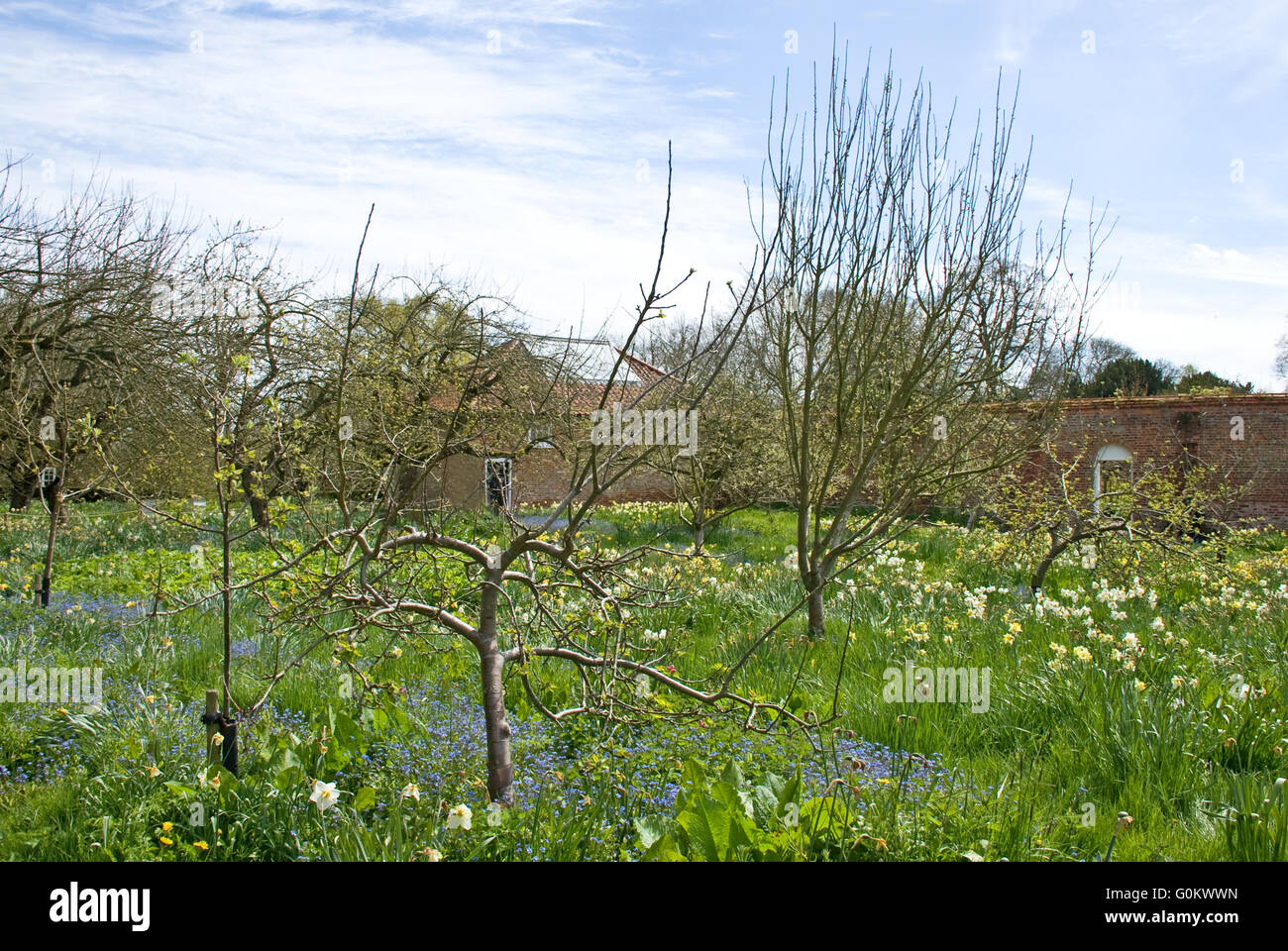 English Orchard in Spring Stock Photo