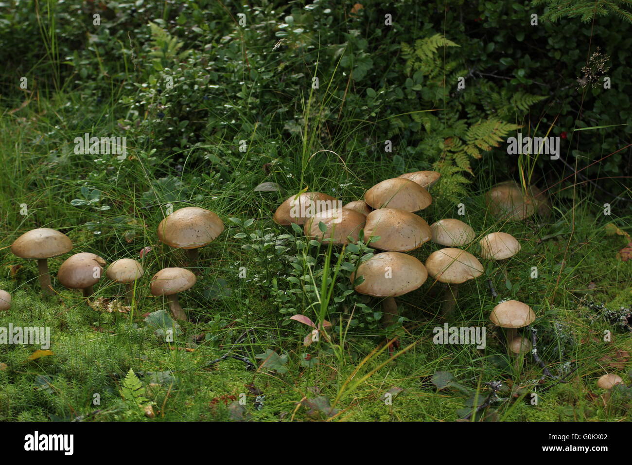Big group of birch boletes (Leccinum scabrum) in Sweden. Stock Photo