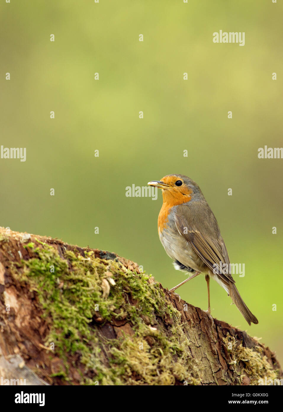 Robin sunflower seeds garden hires stock photography and images Alamy