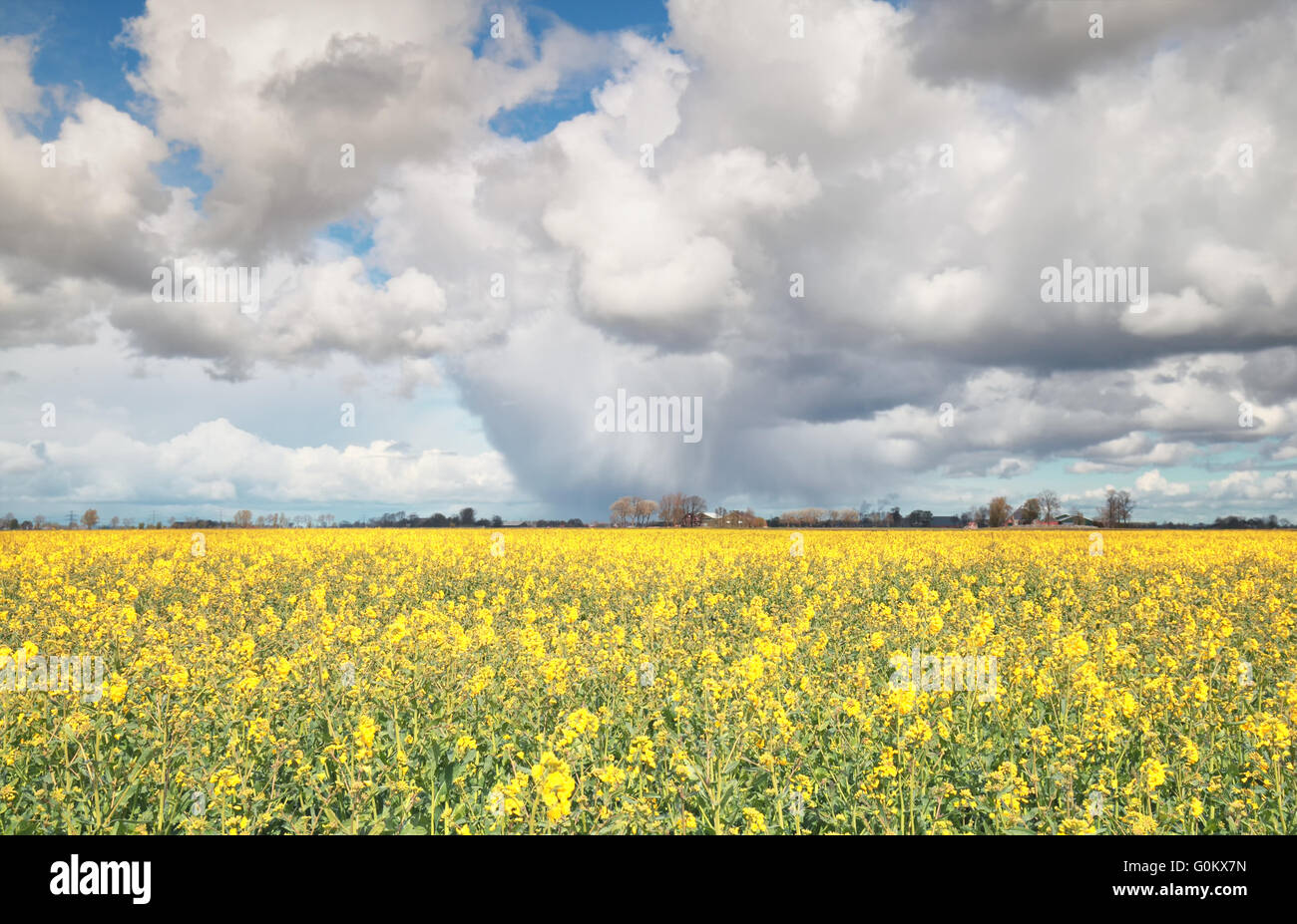 canola seed field and beautiful sky in spring, Netherlands Stock Photo