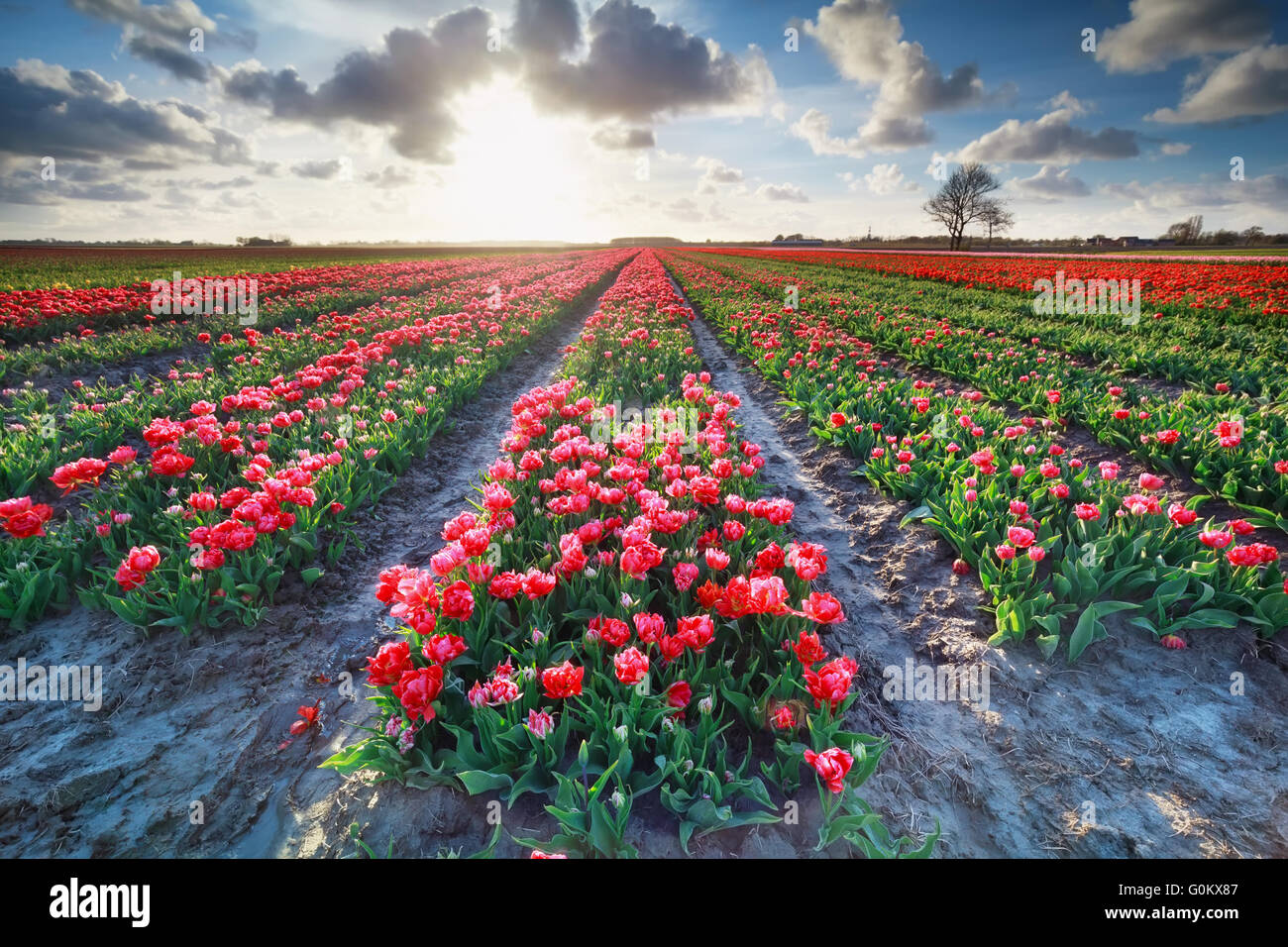 red tulip field and bright sunshine in spring, Holland Stock Photo