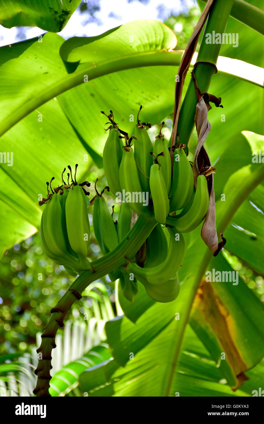 Bananas and inflorescence flower growing in Mexico. Mexican tropical fruit. Stock Photo