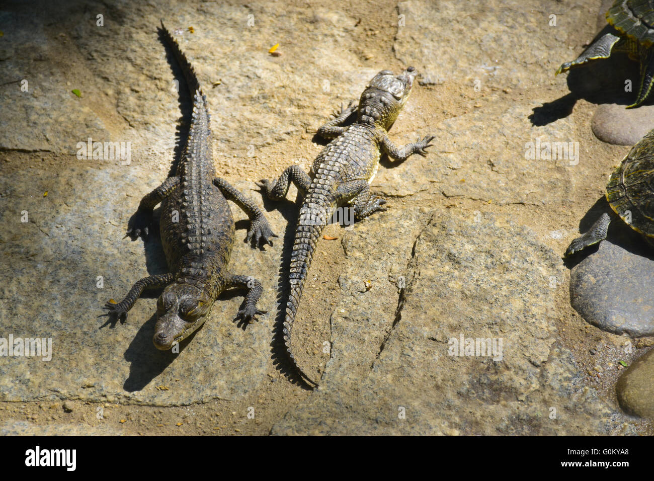 Baby Crocodiles basking in sun, Mexico Stock Photo