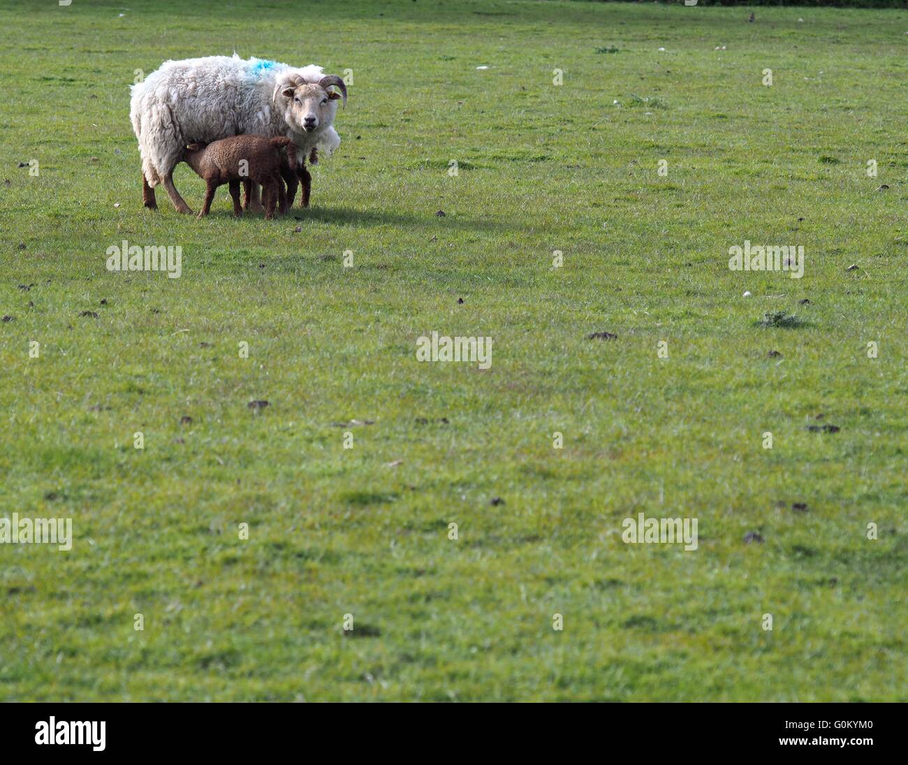 Ewe with curly horns feeding her two Spring baby lambs in a field Stock