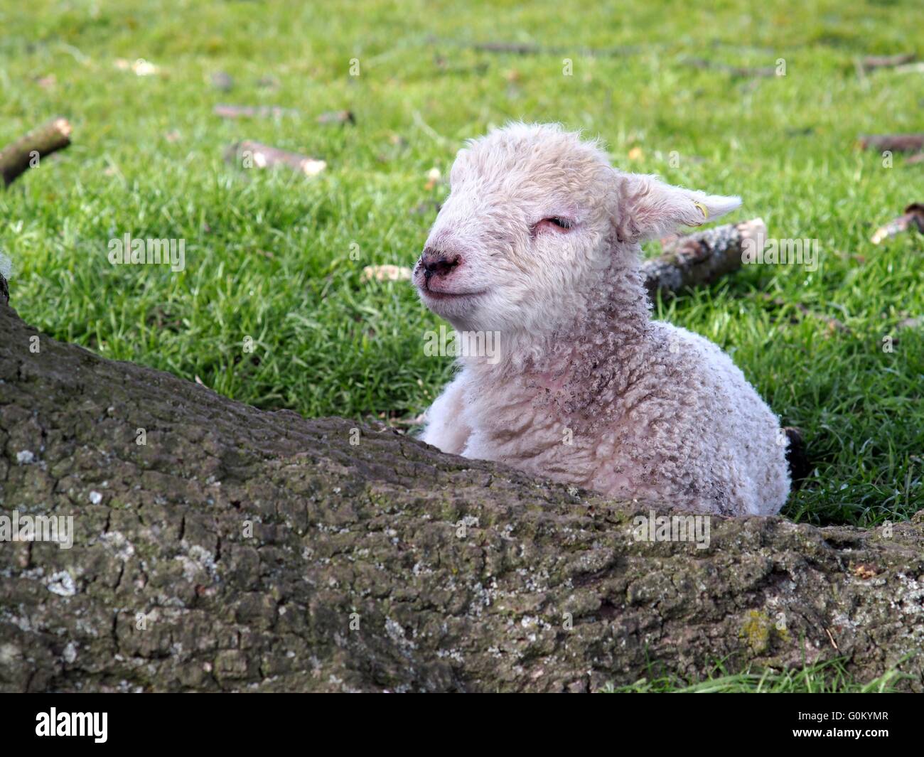 Cute Spring baby lamb sleeping in the shade of a tree Stock Photo ... for baby lamb in spring
284dqh Cute Spring baby lamb sleeping in the shade of a tree Stock Photo ... for baby lamb in spring
284dqh
