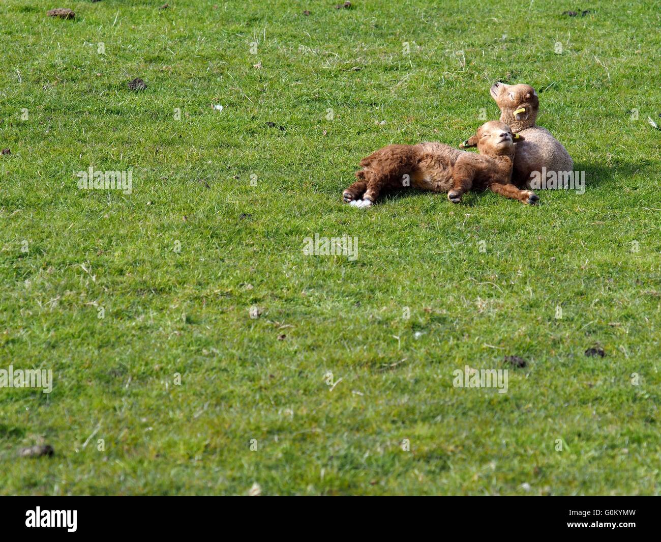 Two cute Spring baby lambs cuddling and sleeping in a field in the ...