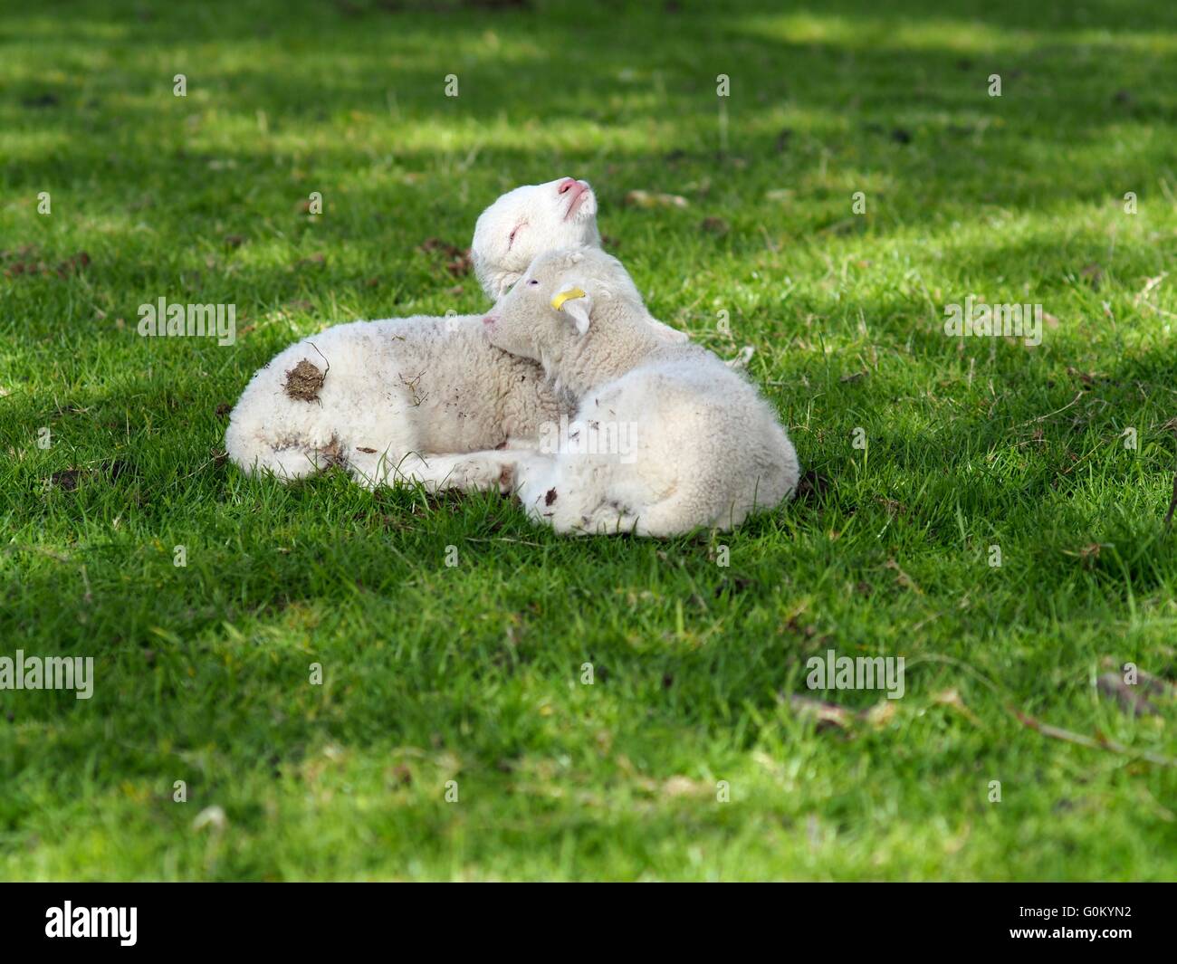 Cute Baby Lambs Sleeping