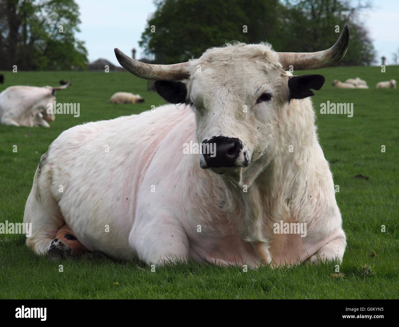 Large white Bull with horns in a field sitting down Stock Photo Alamy