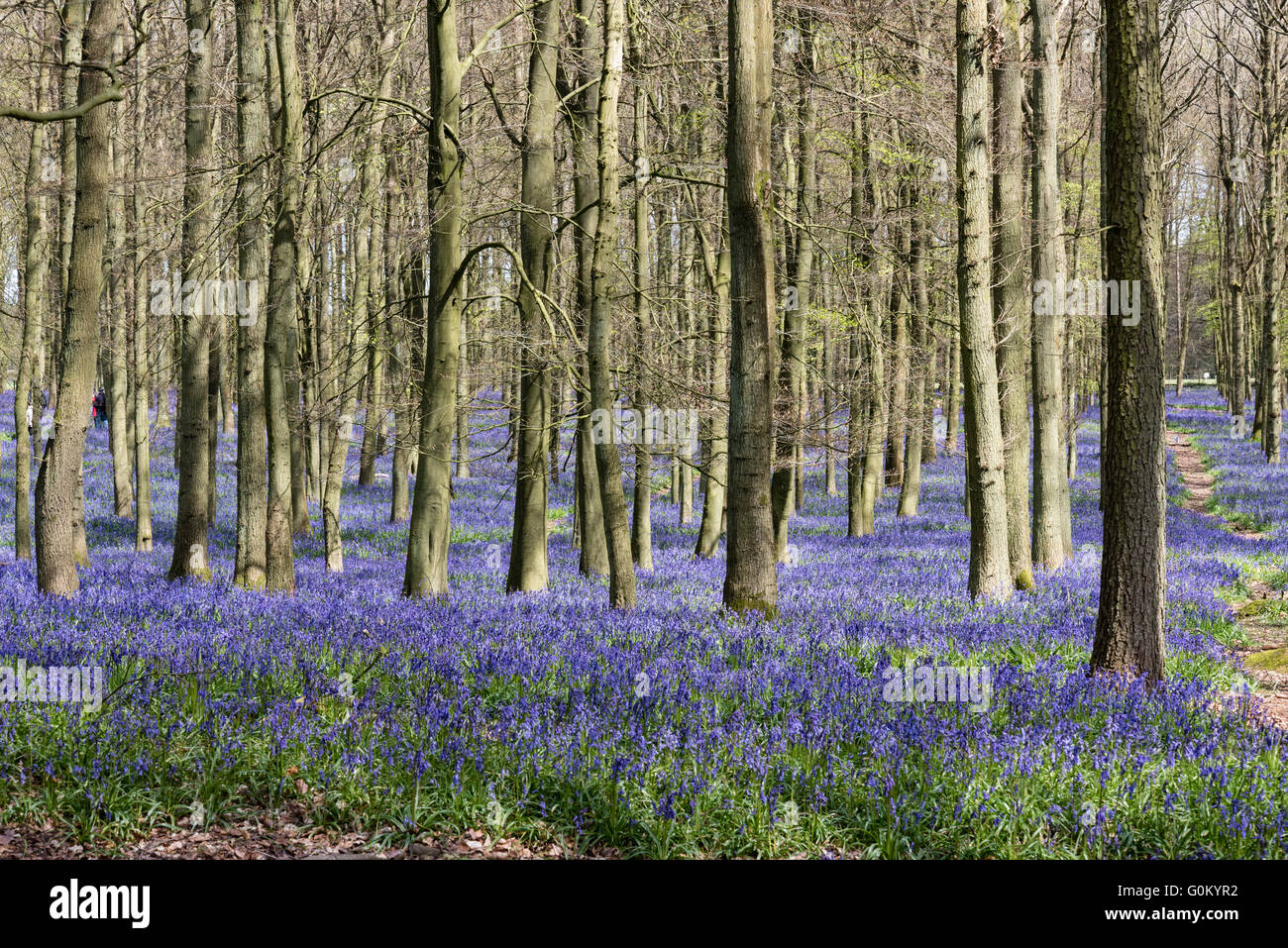 Carpet of native English bluebell flowers amongst beech trees in Dockey Wood, Ashridge, UK. Stock Photo