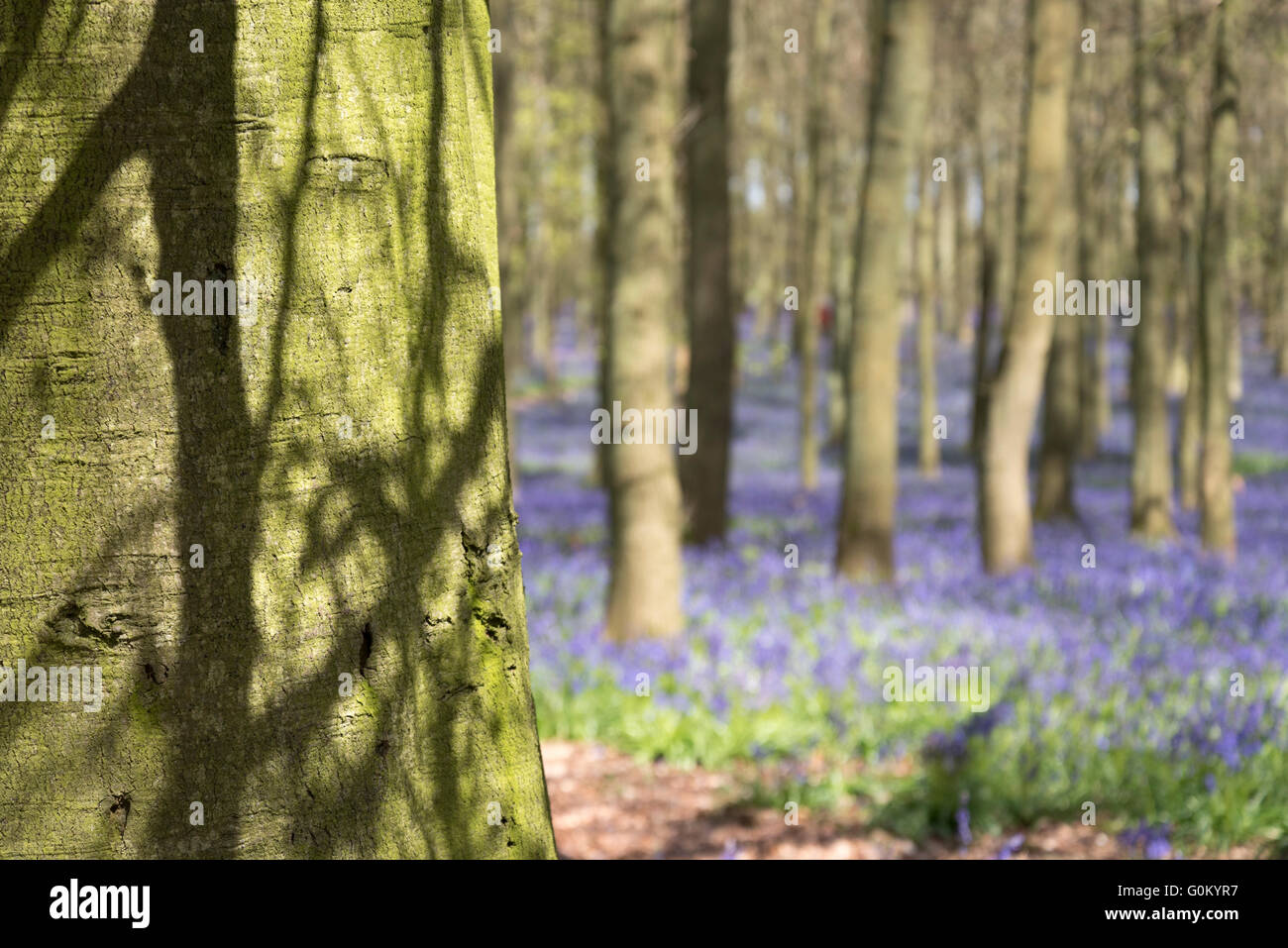 Bluebells beech woods. Stock Photo