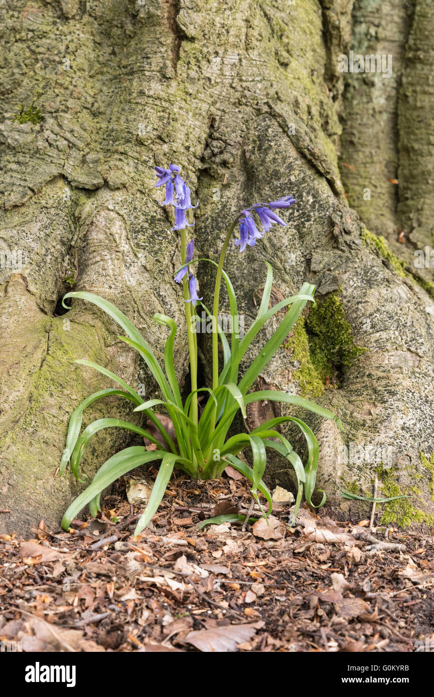 English bluebell flowers growing by a large tree Stock Photo
