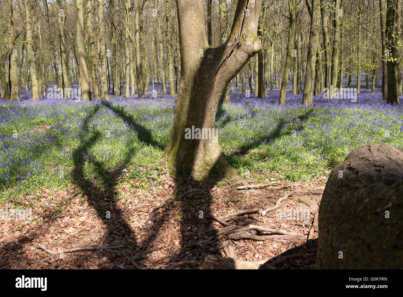 Tree casting shadows over spring English bluebells in beech woods, England, UK. Stock Photo