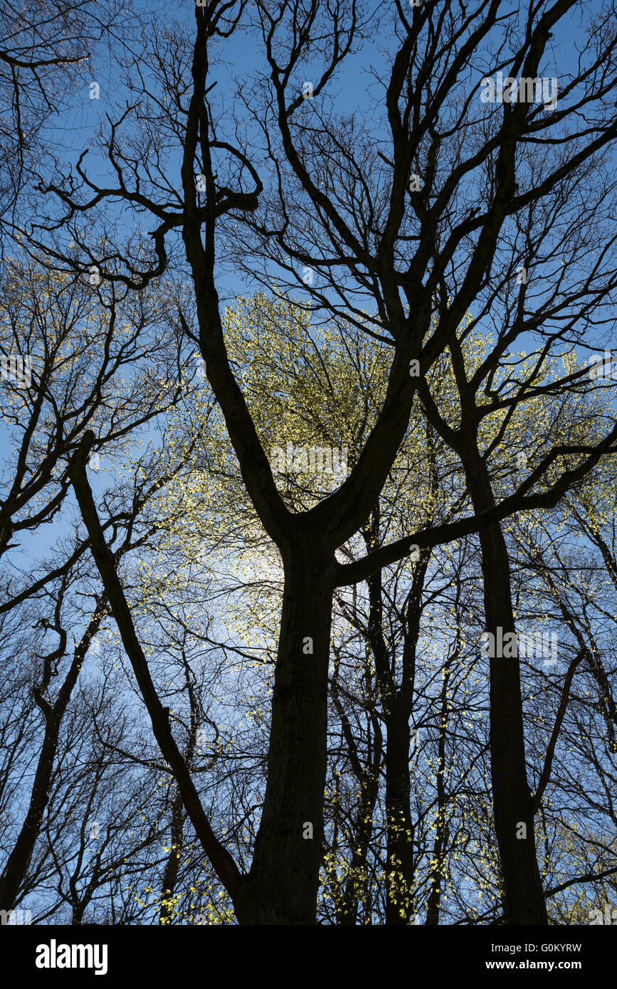 Beech tree silhouette hi-res stock photography and images - Alamy