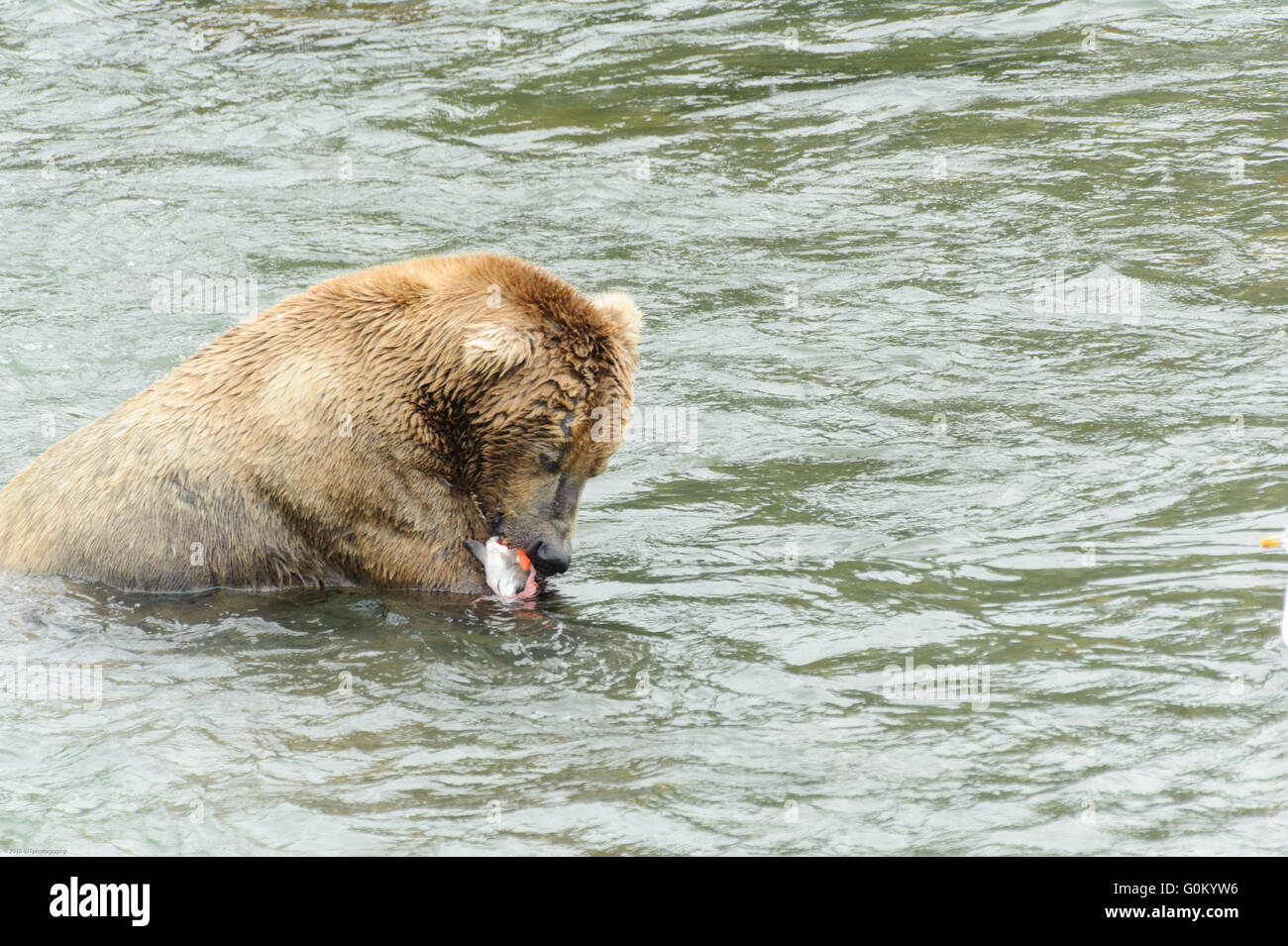 Alaskan Coastal Brown Bears fishing for Sockeye salmon in at Brooks ...