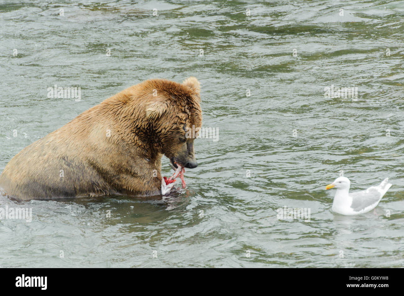 Alaskan Coastal Brown Bears fishing for Sockeye salmon in at Brooks ...