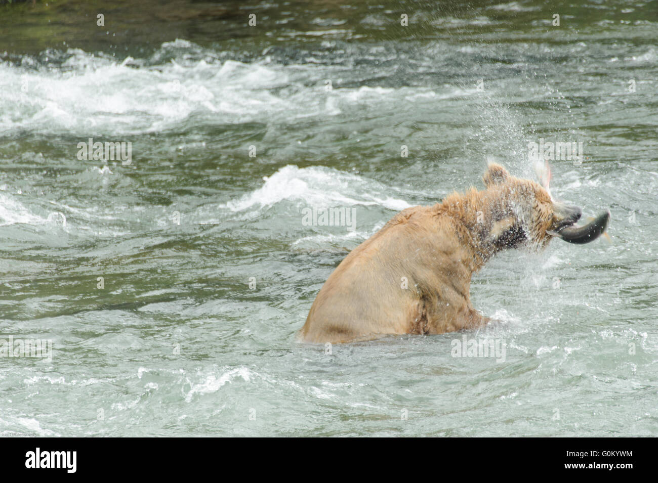 Alaskan Coastal Brown Bears fishing for Sockeye salmon in at Brooks ...