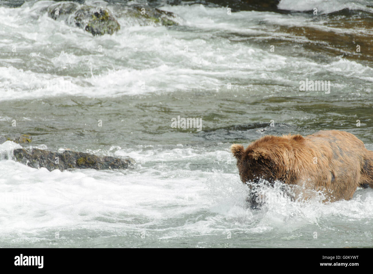 Alaskan Coastal Brown Bears fishing for Sockeye salmon in at Brooks ...