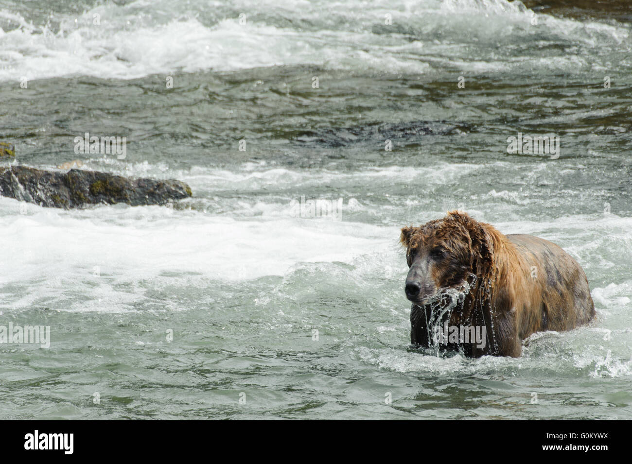 Alaskan Coastal Brown Bears fishing for Sockeye salmon in at Brooks ...