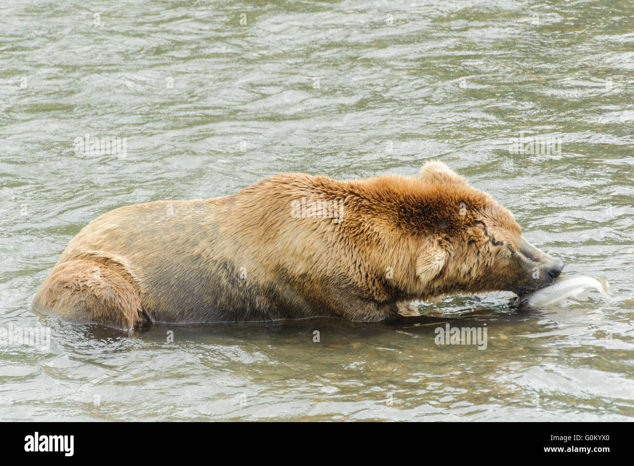 Alaskan Coastal Brown Bears fishing for Sockeye salmon in at Brooks ...